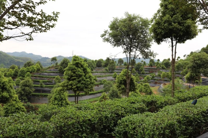 茶鄉(xiāng)春韻產(chǎn)業(yè)興農(nóng)|2025集團白沙溪茶廠鈞澤源谷雨采茶節(jié)圓滿舉行